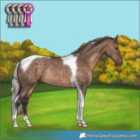Horse Color:Silver Brown Dun Tobiano Rabicano 