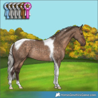 Horse Color:Silver Brown Dun Tobiano Rabicano 