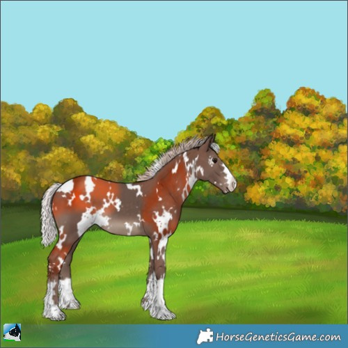 Horse Color:White Spotted Silver Black 