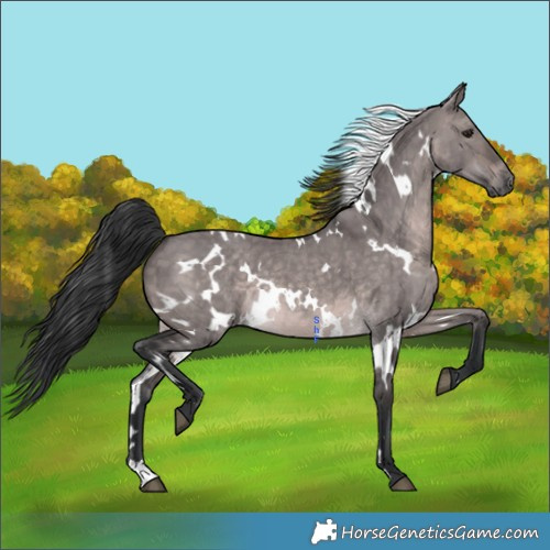 Horse Color:Platinum White Spotted Brown Dun 