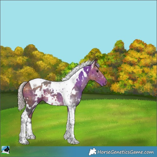 Horse Color:White Spotted Silver Buckskin Tobiano 