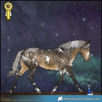 Horse Color:White Spotted Silver Buckskin 