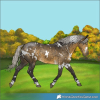 Horse Color:White Spotted Silver Buckskin