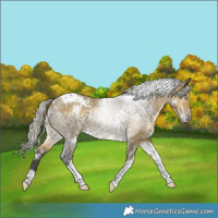 Horse Color:White Spotted Silver Buckskin Dun Tobiano 