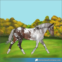 Horse Color:White Spotted Silver Brown Rabicano