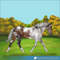 Horse Color:White Spotted Silver Brown Rabicano 