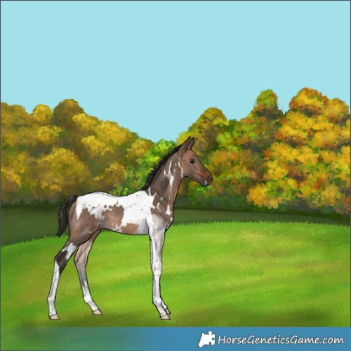 Horse Color:White Spotted Bay Dun Tobiano Rabicano 