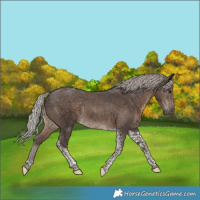 Horse Color:Silver Black Tobiano Rabicano 