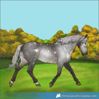 Horse Color:Gray White Spotted Silver Black Rabicano 