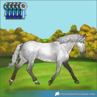 Horse Color:Gray White Spotted Silver Black Rabicano 