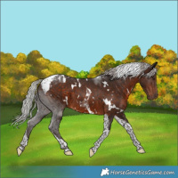 Horse Color:White Spotted Silver Brown Tobiano