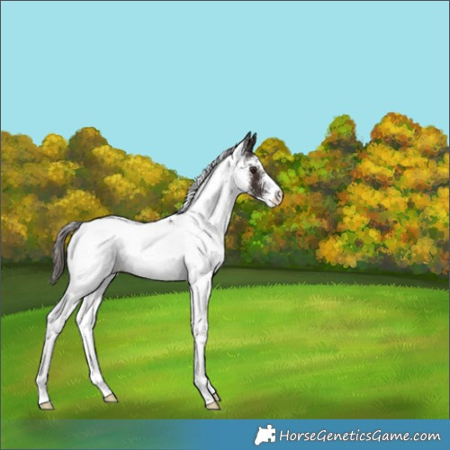 Horse Color:White Spotted Liver Chestnut 
