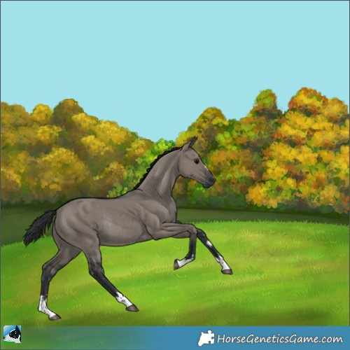 Horse Color:Grullo Rabicano 