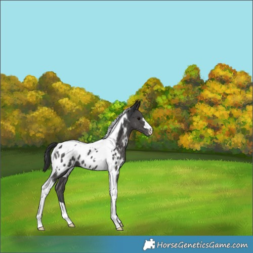 Horse Color:Black Tobiano Appaloosa 