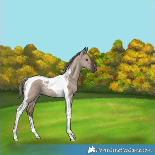 Horse Color:Liver Red Dun Mushroom Tobiano Rabicano 