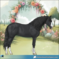Horse Color:Black 
