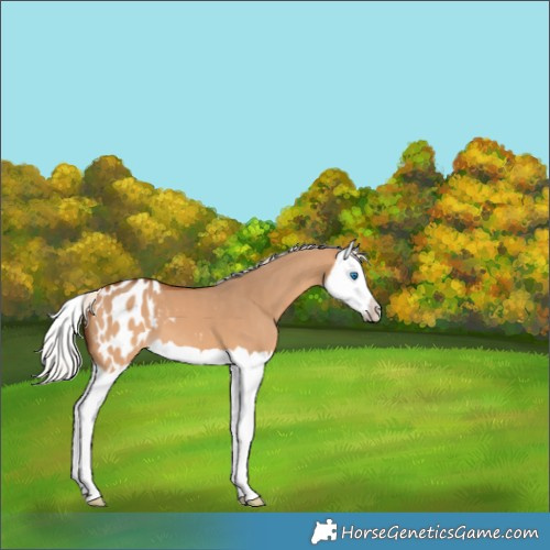 Horse Color:Silver Bay Dun Splash Appaloosa 
