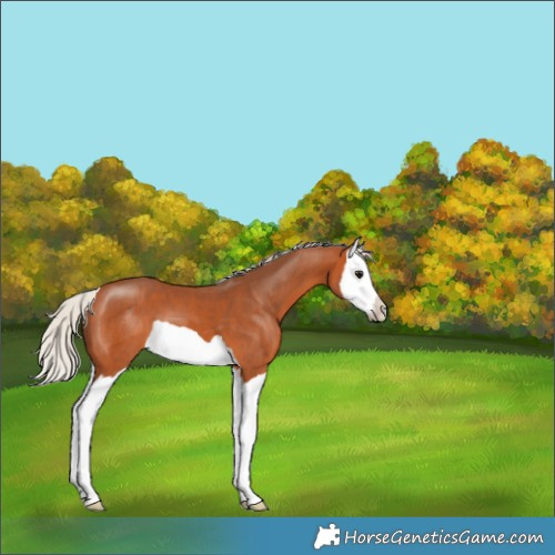 Horse Color:Silver Bay Splash 