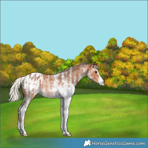 Horse Color:White Spotted Silver Bay Appaloosa Rabicano 