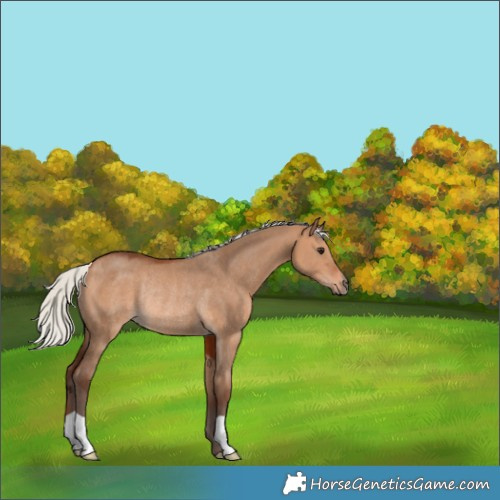 Horse Color:Silver Bay Dun Rabicano 