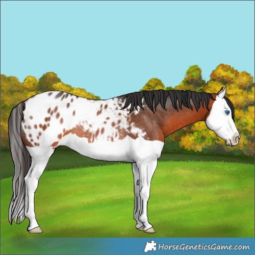 Horse Color:Bay Splash Appaloosa Rabicano 