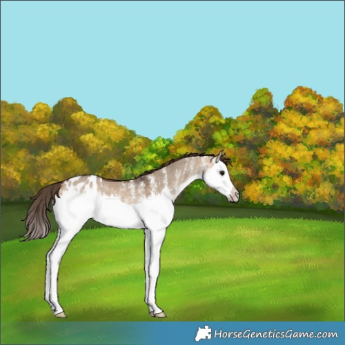 Horse Color:White Spotted Bay Dun Splash Appaloosa Rabicano 