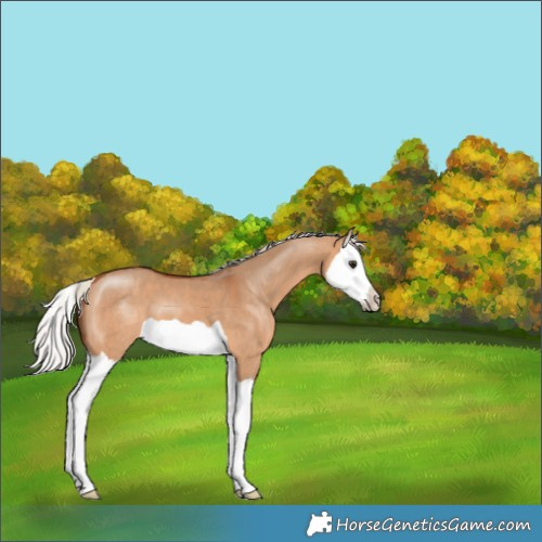 Horse Color:Silver Bay Dun Splash 