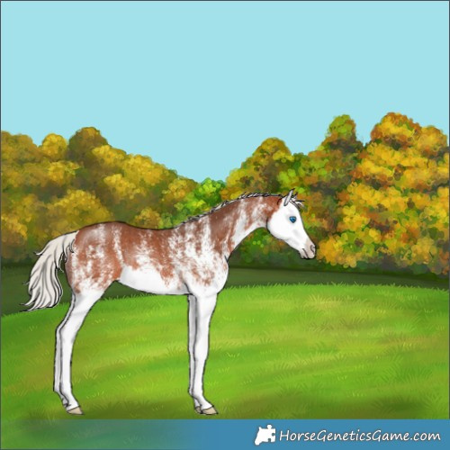 Horse Color:White Spotted Silver Bay Splash Rabicano 