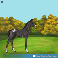 Horse Color:Liver Chestnut Sabino Varnish 