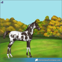 Horse Color:White Spotted Liver Chestnut Snowcap 