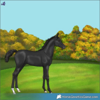 Horse Color:Liver Chestnut Varnish