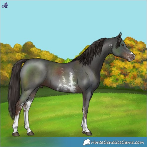 Horse Color:Liver Chestnut Sabino 