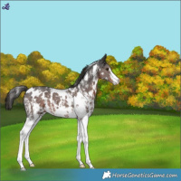 Horse Color:White Spotted Liver Chestnut Sabino Varnish