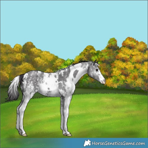 Horse Color:White Spotted Smoky Black Sabino 