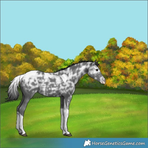 Horse Color:Black Ice Sabino Tobiano 