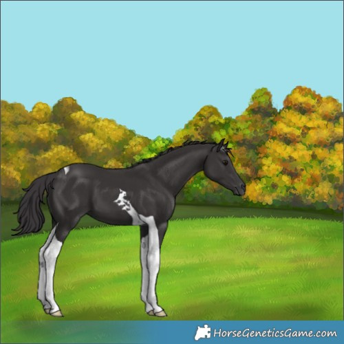 Horse Color:Smoky Black Tobiano 