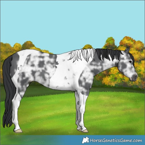 Horse Color:Black Ice Tobiano