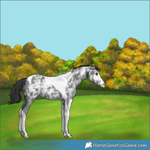 Horse Color:Black Ice Sabino Tobiano 