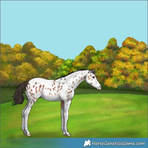 Horse Color:Bay Sabino Tobiano Appaloosa 