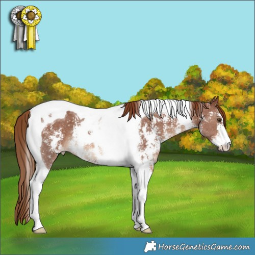 Horse Color:Chestnut Sabino Tobiano 