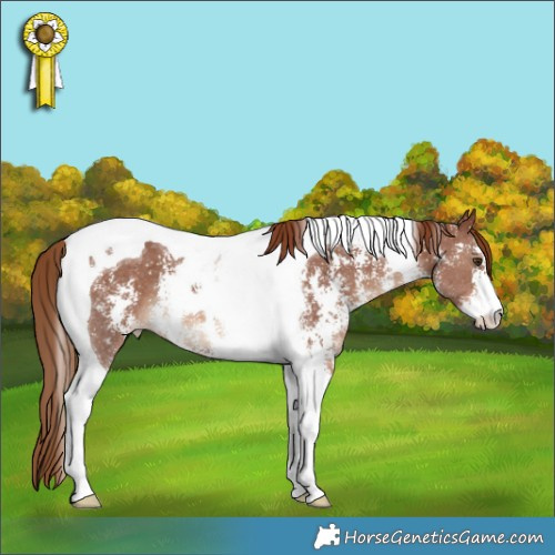 Horse Color:Chestnut Sabino Tobiano 