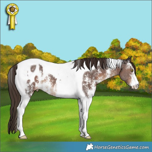 Horse Color:Liver Chestnut Sabino Tobiano Appaloosa 
