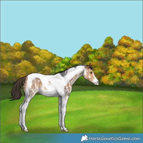 Horse Color:Buckskin Sabino Tobiano 