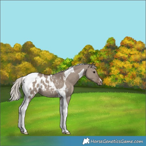 Horse Color:Silver Grullo Tobiano Appaloosa 