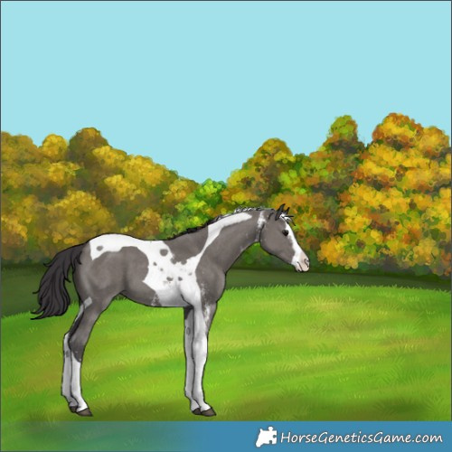 Horse Color:Smoky Grullo Sabino Splash Tobiano 