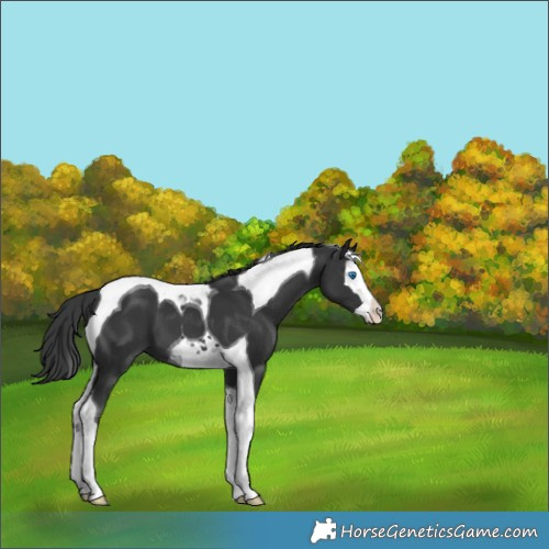Horse Color:Black Splash Tobiano