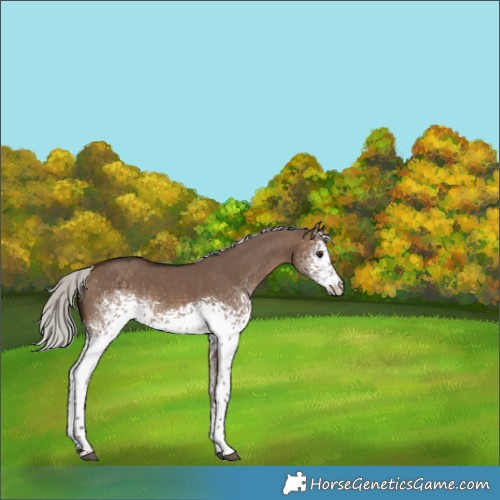 Horse Color:White Spotted Silver Brown Dun Sabino