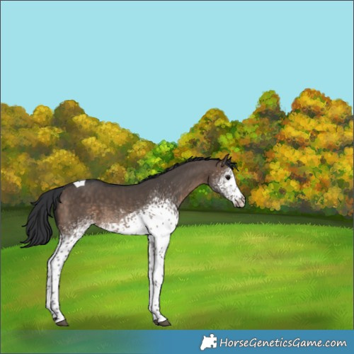Horse Color:White Spotted Brown Dun Tobiano 