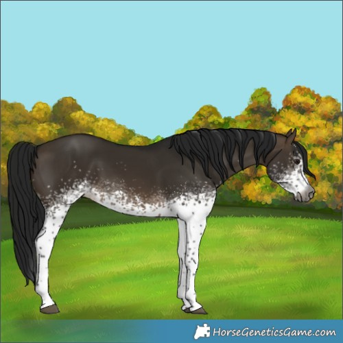 Horse Color:Gray White Spotted Brown Dun Sabino