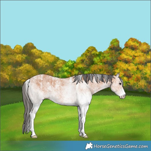 Horse Color:Powder White White Spotted Bay 